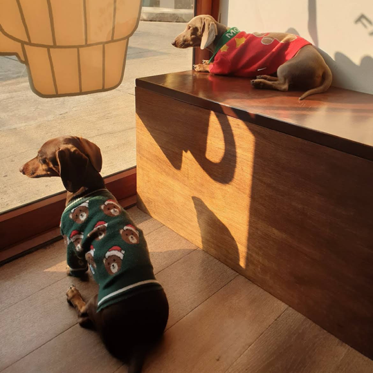 Coffee, Dachshunds & a Peaceful Escape